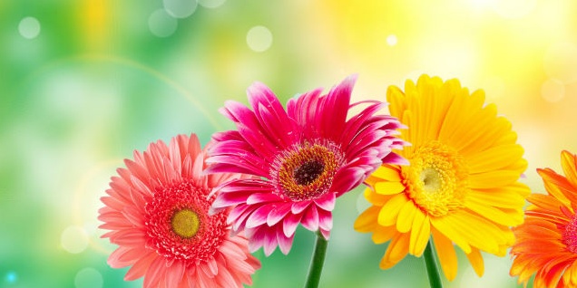 Borgomanero: ladri di fiori in azione