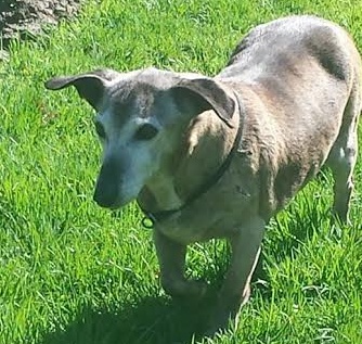 Briciola, abbandonata a 20 anni, cerca casa