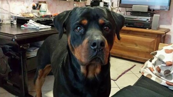 Castelletto Ticino: Otto ritrovato