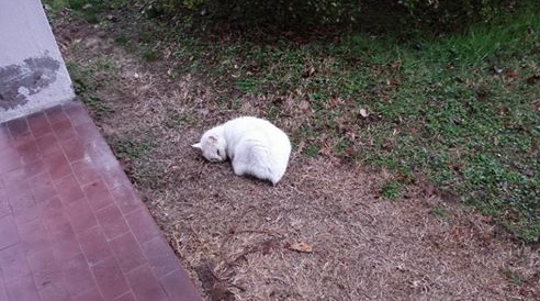 Castelletto: la sorte di Nuvola