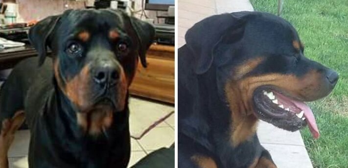 AGGIORNAMENTO: OTTO E’ TORNATO A CASA!