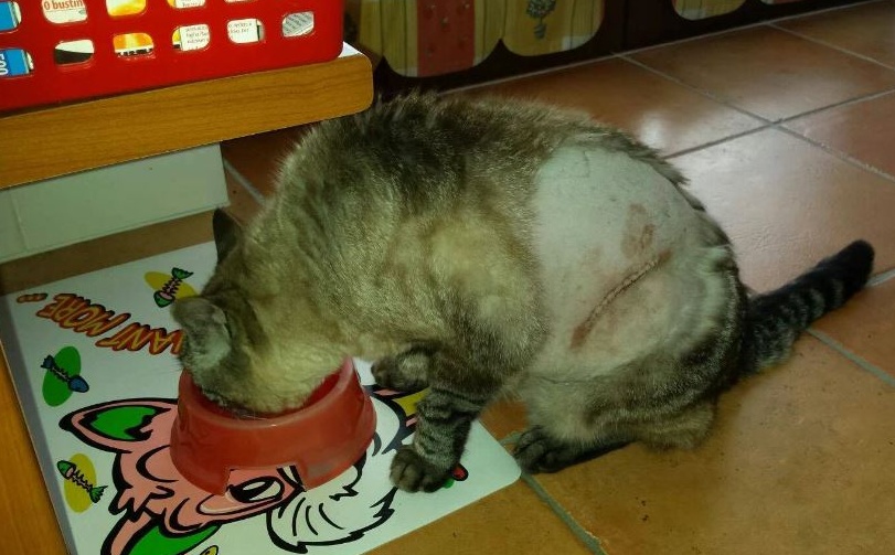 Paruzzaro: “E’ la terza volta che sparano al nostro gatto”