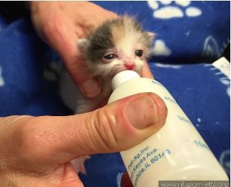 Rifugio Miletta tutti i numeri di un anno di interventi