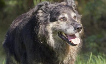 Animali più belli e sani, le dritte del Progetto Educativo Cinofilo