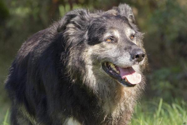 Animali più belli e sani, le dritte del Progetto Educativo Cinofilo