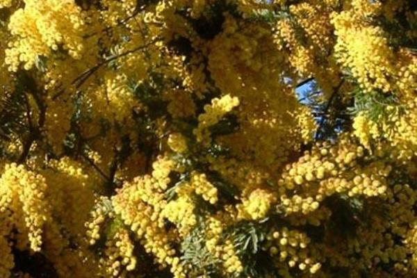 Decima edizione del Marzo in Rosa, il programma completo