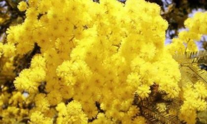 Festa della Donna, le altre iniziative nel Borgomanerese e nella Bassa Sesia