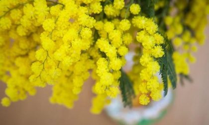 Trecate diretta facebook per la Festa della Donna