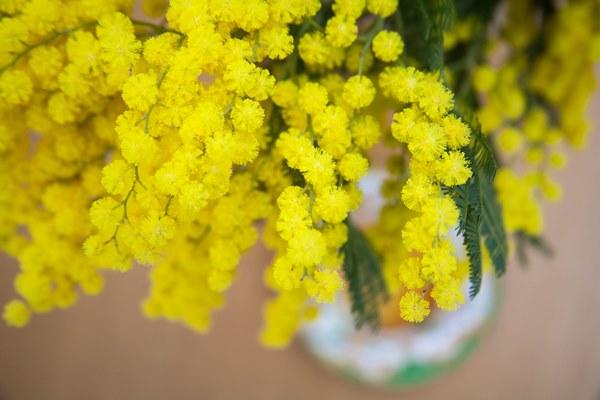 Festa della Donna: le iniziative della Provincia