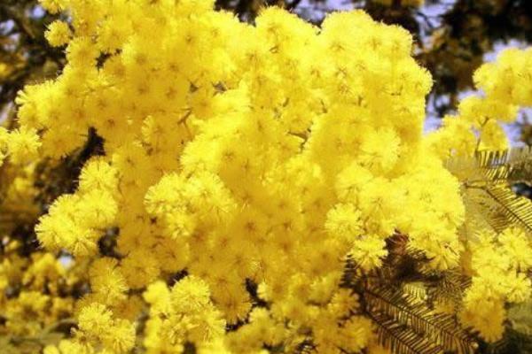 Mimosando, la camminata per le donne ad Omegna