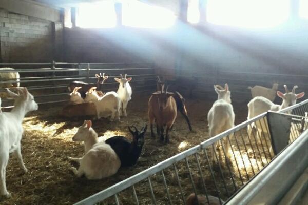 Parte la colletta dei privati per salvare le caprette di Cressa