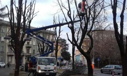 Proseguono le potature degli alberi