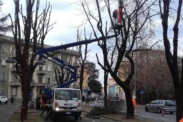 Proseguono le potature degli alberi