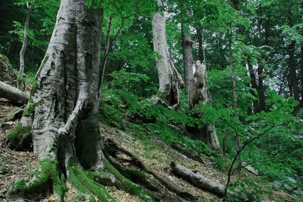 Bognanco, recuperato cercatore di funghi