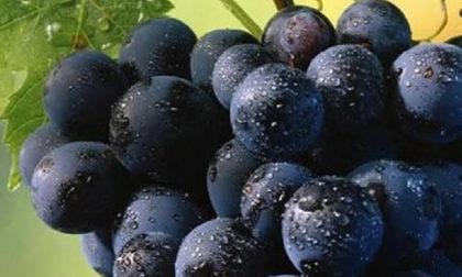 “Senza i voucher la vendemmia sarà più difficile”