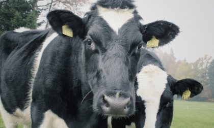 A Oleggio torna la Fiera agricola