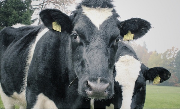 A Oleggio torna la Fiera agricola