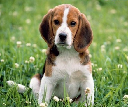 Ecco i numeri del canile di Borgo Ticino: gli amici a 4 zampe trovano una nuova casa