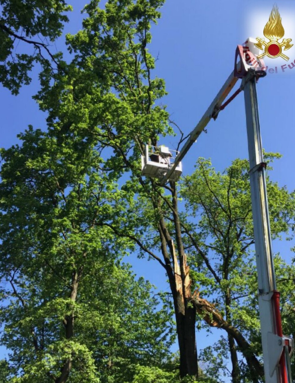 Forte vento abbatte una quercia a Veruno