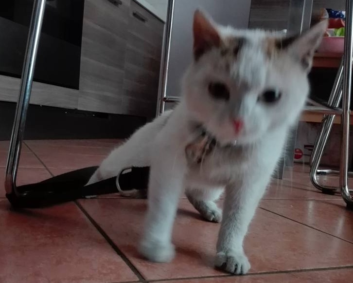 Gattina trovata chiusa in uno scantinato cerca il padrone: di chi è?