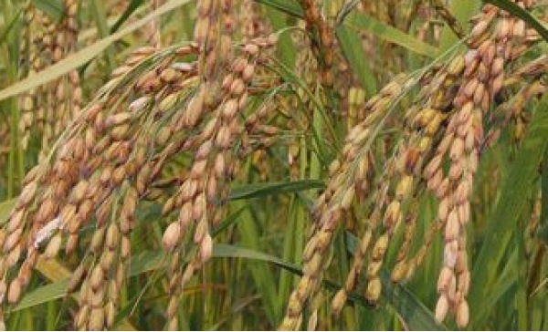 Dal Burkina Faso per studiare il riso nel Novarese con Terra madre