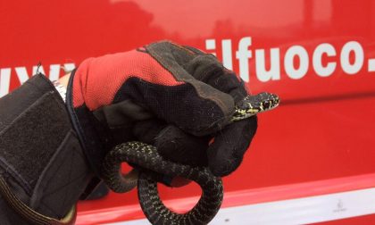 Pompieri catturano un serpente di 50 cm in una casa di Dormelletto