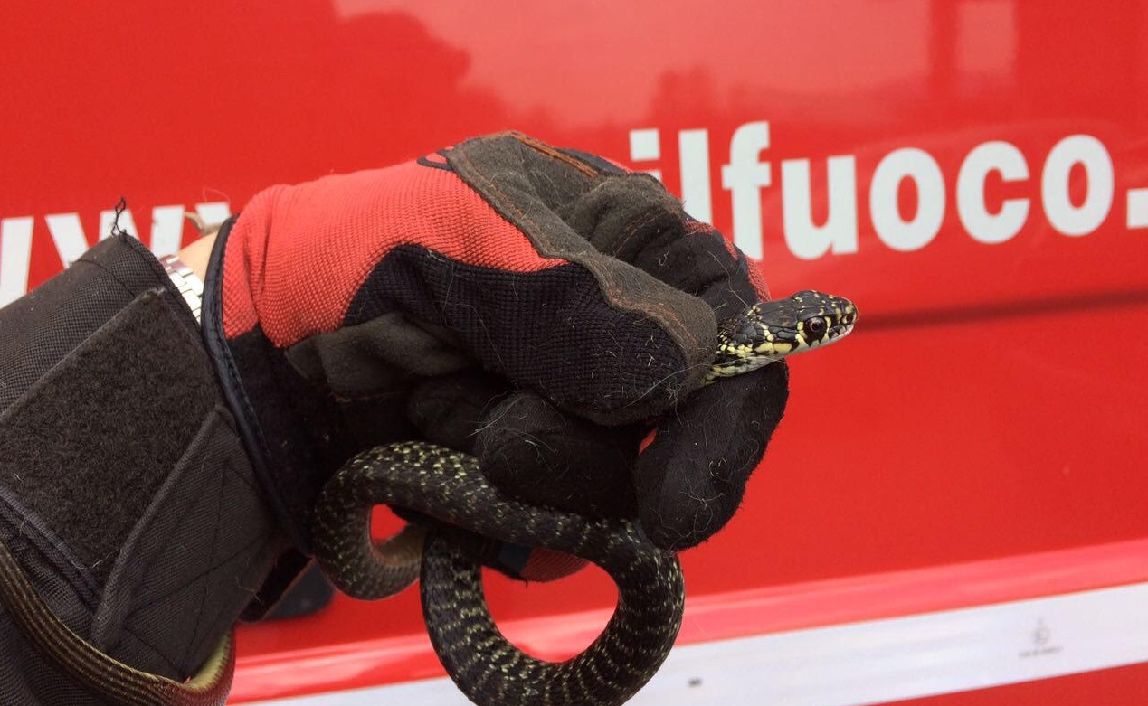Pompieri catturano un serpente di 50 cm in una casa di Dormelletto