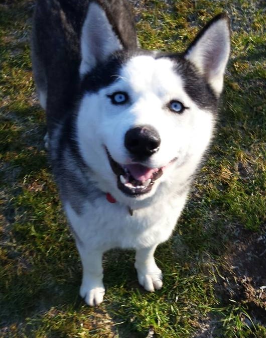 Purtroppo Polaris è tornato in canile: cerca una nuova famiglia