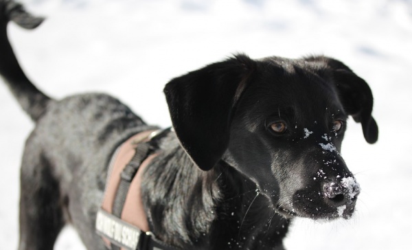 Quattro zampe in passerella