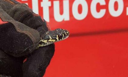 Dormelletto: rettile di 50 centimetri in una casa