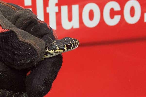 Dormelletto: rettile di 50 centimetri in una casa