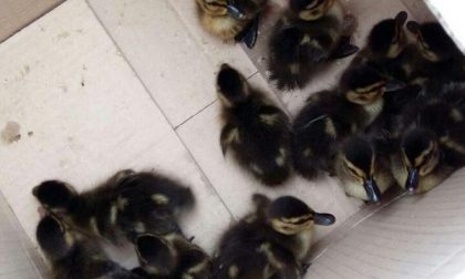 I pompieri salvano un'intera famiglia di anatroccoli
