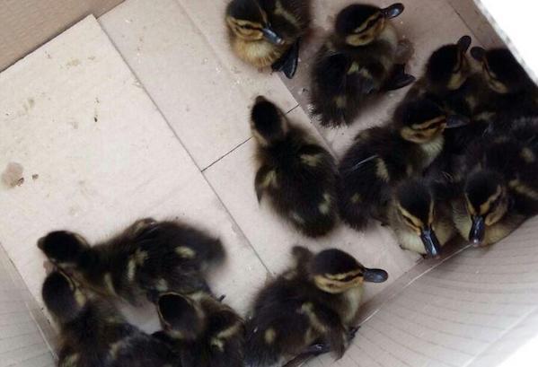 I pompieri salvano un’intera famiglia di anatroccoli