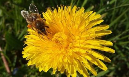 L'apicoltura sulle colline borgomaneresi