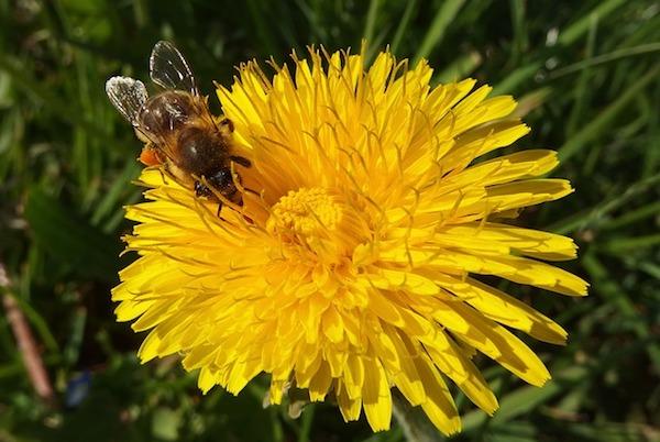 L’apicoltura sulle colline borgomaneresi