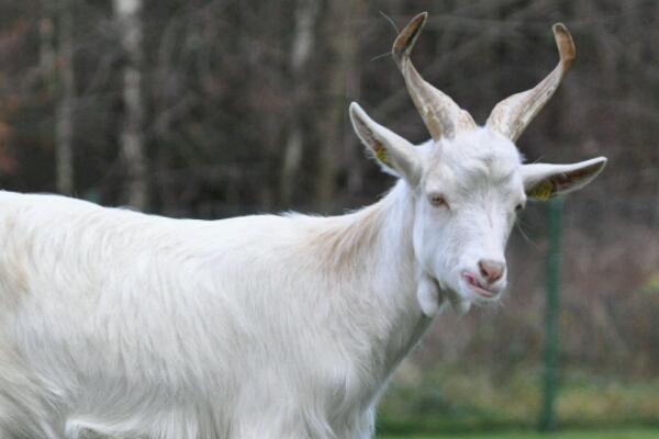 Lascia morire di stenti le caprette