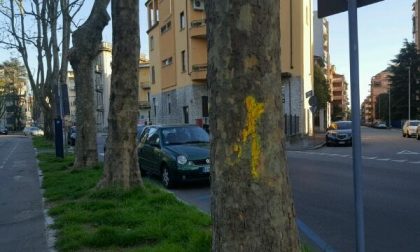 Piante in città: quelle X scomparse e quelle apparse