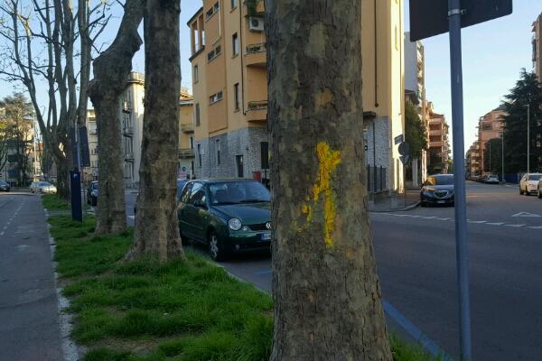 Piante in città: quelle X scomparse e quelle apparse