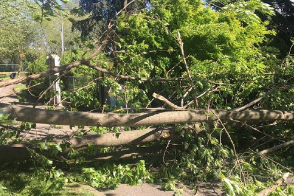 Vento e sbalzi climatici, agricoltura in ginocchio