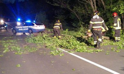 Vento: strada chiusa a Comignago per la caduta di un albero