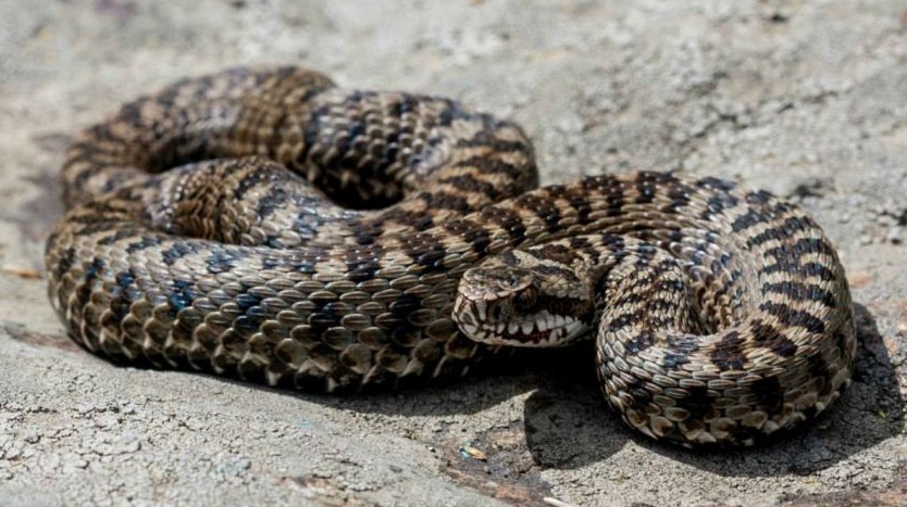 Allarme vipere su tutte le Alpi