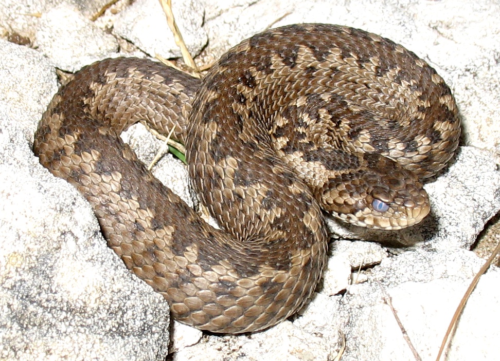 Allerta vipere per il gran caldo