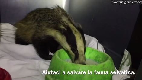 Arianna deve essere operata: al via le donazioni