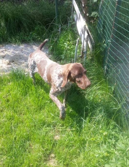 Bracco di 2 anni cerca casa