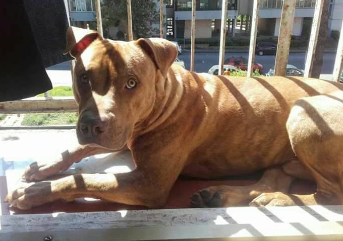 Ha nove mesi e cerca casa