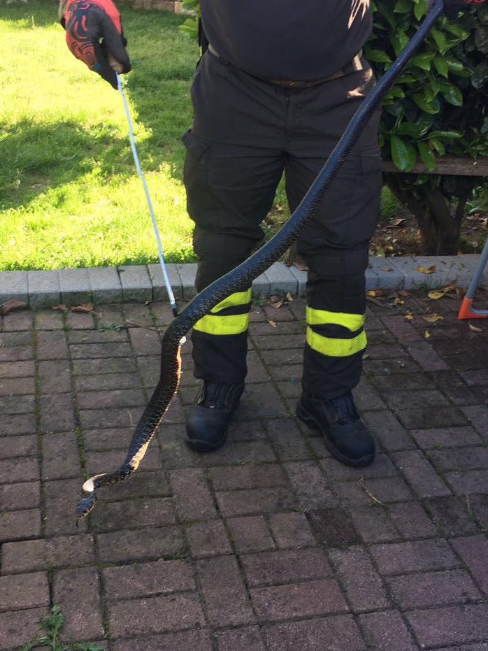 I pompieri catturano un biacco di oltre un metro