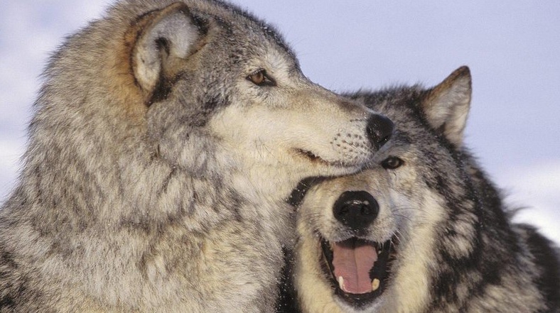 Rinvenute carcasse di animali selvatici divorate dai lupi a Invorio: “Niente allarmismi”