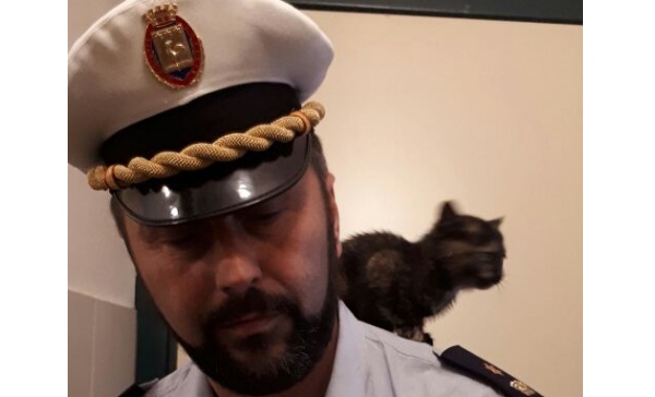 Micetta salvata dal motore di un’auto a Galliate cerca casa