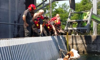 Mucca cade nel canale, salvata dai vigili del fuoco