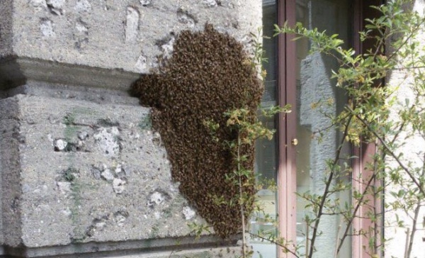 Sciame in fuga, si rifugia sul muro di una scuola